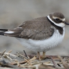 ハジロコチドリ / Ringed Plover
