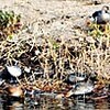 茅野市の上川に珍客マガン飛来　群れにはぐれた幼鳥か（長野県）