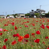 神原町花の会・花美原会（90）　子供たちのポピ－花摘み