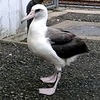 野辺地に“珍客”コアホウドリ飛来