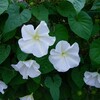 DAILY FLOWERS