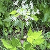 立山高原　純白のブログ花（２）