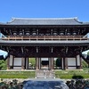 東福寺の石蕗、三門の近くで咲いています。