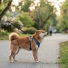 柴犬が引っ張る原因は？散歩を楽しむためのしつけ方法