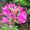 クレオメの花：形と色