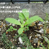 千日紅のこぼれ種がスクスク育ってます。