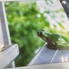 🐸