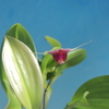 Scaphosepalum swertiifolium