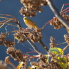 鳥を確実に見たいならカラスザンショウの実を探すのがおススメ！　シジュウカラやメジロを探してみよう