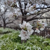 ひと足お先に花見しました～桜と桃花の美漢茶を飲み比べしませんか～