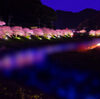 【伊豆】第35回河津桜まつり：夜桜ライトアップや屋台、駐車場情報など完全ガイド