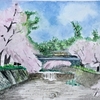 ど素人の水彩画 夙川の桜