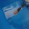 水質の変化で元気に泳ぎ出す金魚