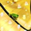 カエル🐸