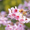 皇子山公園の桜🌸が満開