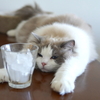 炭酸水大好き猫