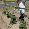 キュウリの支柱を立てる