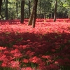 【絶景】埼玉県の巾着田で曼珠沙華を見てきました、めっちゃおススメです！