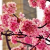 一日一撮 vol.511 さくらの広場：早咲きの桜が咲いてました