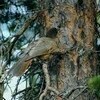 逗留する場所がかわれば発見する野鳥かわるのから始めるの