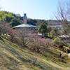 河津桜　　　　( 編集中 )