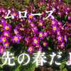 🌷庭先の春だより：プリムローズ、キウイの芽吹き、そしてタラの芽の成長