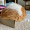 愛猫とおうちでお月見。
