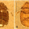 †Prolucanus beipiaoensis Zhi-Hao Qi, Erik Tihelka, Chen-Yang Cai, Hai-Tian Song and Hong-Mu Ai, 2022についての検証