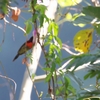 ランビアンタイヨウチョウ Langbian Sunbird