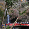 ゆるり散策（明治の森箕面国定公園 後編）