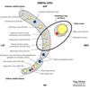 眼窩先端症候群 (Orbital Apex Syndrome)
