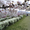 木津川奈島堤の桜
