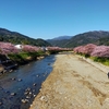 初めての河津桜