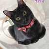 美少女黒猫姉妹も里親様募集中【2/9(日)ねこのおうちさがし＠忠岡】