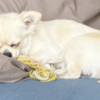 死んだ犬に、今でも謝りたい気持ちが残っているあなたへ