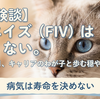 猫エイズ（FIV）キャリアとの暮らし方｜発症リスクを抑える生活習慣と多頭飼いの注意点