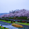 満開の桜と着ぐるみ撮影①