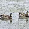 水鳥の鴨の羽色の･･･巻第8-1451・1616