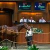 【2013 Spring Sale of Two-Year-Olds in Training】が終了!