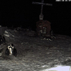 EselsPinguin-Webcam in der Antarktis; Gentoo penguin webcam in the Antarctic