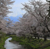 新名庄川（しんなしょうがわ）の桜