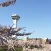 五稜郭の桜はすごいですよ 〜北海道 函館市〜