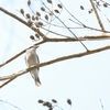 オオモズサンショウクイ Large Woodshrike