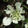 (349) Orlaya grandiflora