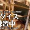 ウグイスの鳴き声【野鳥図鑑・鳴き声図鑑】Horornis diphone　Warbler