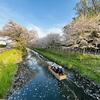 【お出かけスポット】【パワースポット】【埼玉県】【川越市】氷川神社に桜を見に行きました！