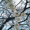 伯父が植えた桜の木