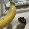 【ハムスター】うちの子🐹が初めてのバナナを食べる🍌【YouTube動画紹介】