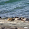 【埼玉】狭山湖の水鳥の楽園へ