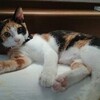 我が家の猫(♀)が発情期を迎えました！まだ仔猫と思っていたのに…。